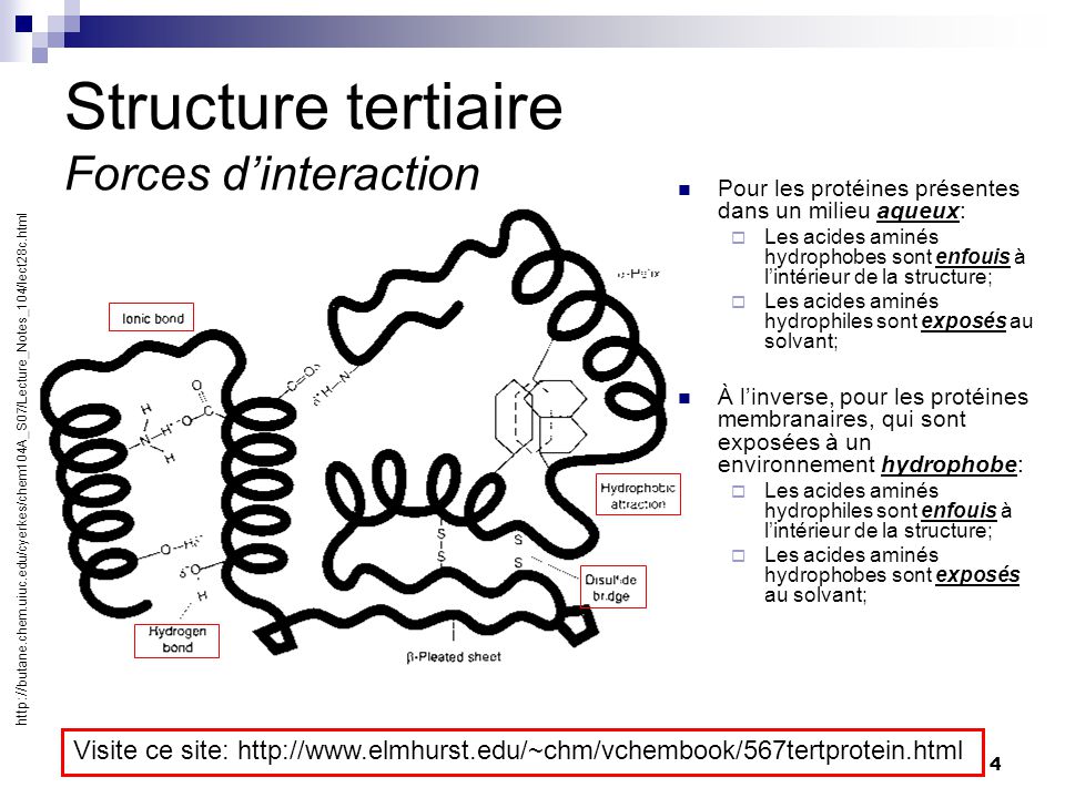 Structure Tertiaire Des Protéines